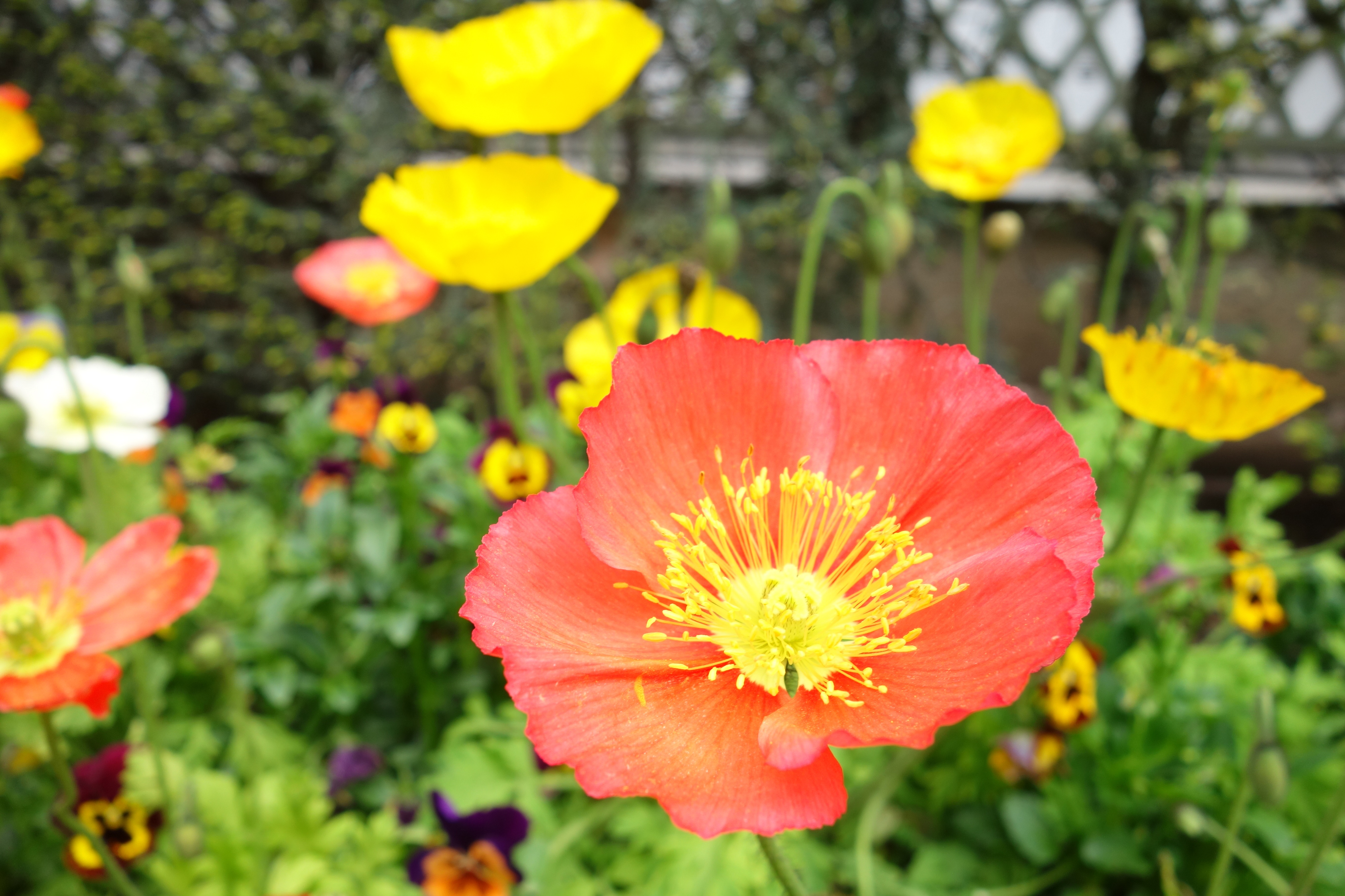 DSC01041 Lotus Acupuncture & Fertility Clinic